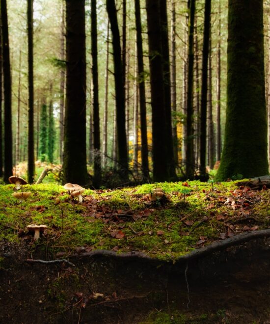Bosco di Stilo